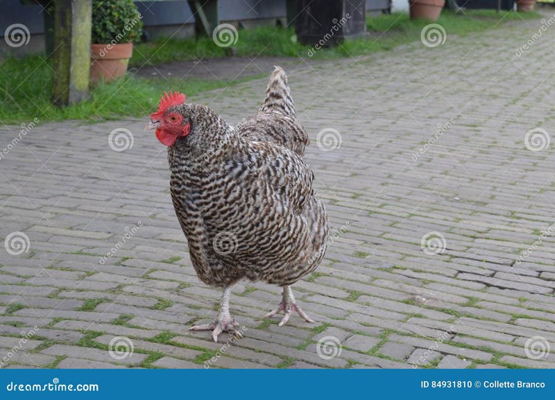 Discover chicken road gokkast